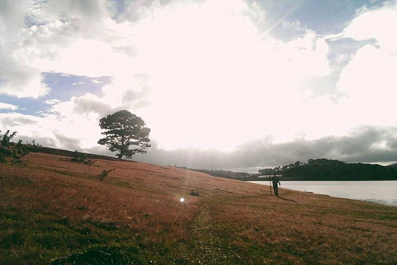 Du lịch Đà Lạt ghé thăm cây cô đơn