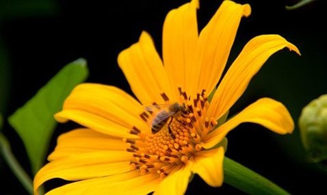 7 món quà không thể không mua khi đến Đà Lạt