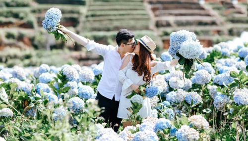 Cánh đồng hoa cẩm tú cầu đẹp như tranh vẽ ở ngoại ô Đà Lạt