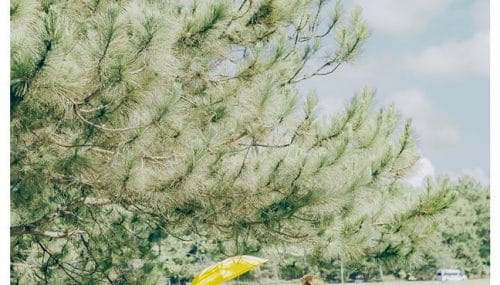 Vẻ đẹp lung linh tại Đà Lạt khác gì ở Nhật