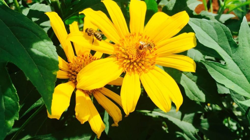 Thái Dương Limousine Bus