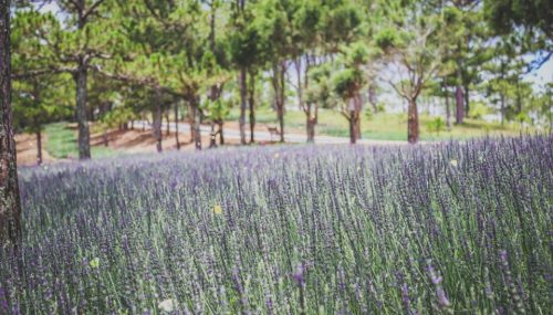 Xuất hiện cánh đồng hoa Lavender Đà Lạt đẹp mê hồn khiến giới trẻ liêu xiêu