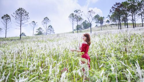 Đà Lạt xuất hiện đồi cỏ lau đẹp ngất ngây