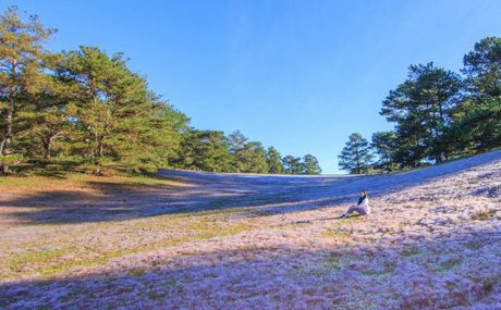 Lên Đà Lạt nên đến ‘Cánh đồng hoa tuyết’ một lần