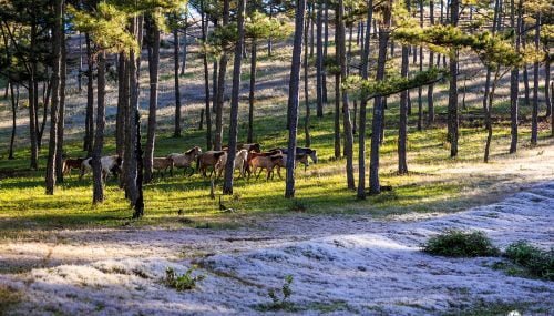 Đồi cỏ tuyết hồng đẹp như tranh ở Đà Lạt